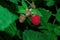 An orchard. Ripe raspberries Latin: Rubus idaeus on a bush on a background of green leaves. Raspberry berry close-up