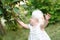 In orchard scene, a 1-year-old child in summery clothing eagerly gathers ripe cherries, their tiny hands delicately