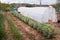 An orchard with a small homemade plastic greenhouse with a variety of vegetables for food self-sufficiency