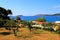 Orchard and small houses with red roofs on the shore. Adriatic Sea in Croatia, Summer landscape