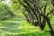 Orchard, smooth row of apple trees, city garden, background backdrop. Natural natural park of fruit trees