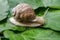 Orchard snail