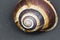 Orchard snail -Helix pomatia shell