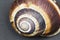 Orchard snail -Helix pomatia shell