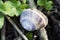 Orchard snail Helix pomatia - shell