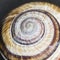 Orchard snail Helix pomatia - shell