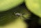 Orchard spider (Leucauge venusta)