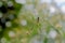 Orchard spider, Leucauge venusta, inscet