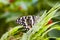 Orchard Swallowtail Butterfly