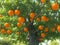 Orchard Wonder: Experience the Bountiful Delights of Orange Trees in Our Captivating Picture!