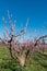 Orchard of young plum trees en pink blossoms