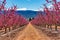 Orchards in bloom. A blossoming of fruit trees in Cieza, Murcia Spain