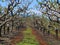 Orchards blooming in Osoyoos with bright blue skies