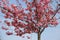 Orchards Flowering Blossoming Pink Cherry Flowers