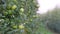 Orchards, fruit trees, green apples