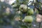 Orchards, fruit trees, green apples on the branch