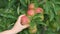 Orchards, fruit trees, red apples