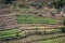 Orchards in Kadisha Valley