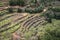 Orchards in Kadisha Valley