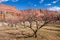 Orchards at Lonely Dell Ranch Historic Site