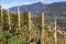 Orchards in the mountains at Merano, Italy.