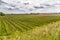 Orchards organized into rows on flat plain