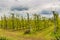 Orchards organized into rows on rolling hills