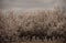 Orchards of San Joaquin Valley