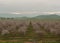 Orchards of San Joaquin Valley