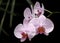 Orchid