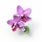 Orchid 3d Icon: Cartoon Clay Material With Nintendo Isometric Spot Light