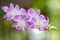Orchid Aerides Multiflora Roxb.