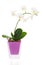 Orchid arrangement centerpiece in vase isolated on whi