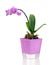 Orchid arrangement centerpiece in vase on whi