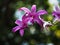orchid Bang Krachao Garden thai. Bangkok