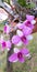 Orchid. Beautiful Orchid. Pink Flower. Orchidaceae.