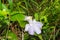 Orchid bloom in a cloud forest of Monteverde, Costa Rica