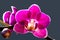 Orchid bloom, violet Phalaenopsis