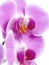 Orchid blossom closeup