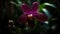 Orchid blossom, delicate petal, tropical elegance in nature generated by AI