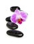 Orchid Blossom On Spa Stones