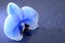 Orchid blue flower