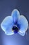 Orchid blue flower