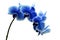 Orchid blue flower