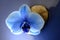 Orchid blue flower