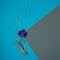Orchid blue flower,curving thin driftwood,2 colored geometric paper background of blue,gray.Square backdrop,copy space