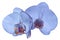 Orchid blue flower isolated on white background with clipping path. Closeup. blue phalaenopsis flower with orange-violet-blue l
