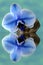 Orchid blue flower, stone, water droplets