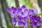 Orchid of blue vanda