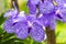 Orchid of blue vanda